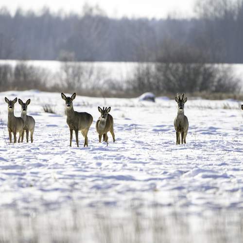 Photo #13377783