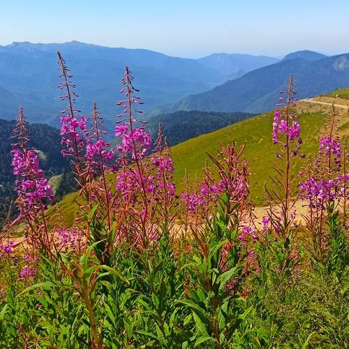 Краснополянский Иван-чай