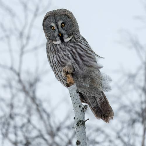 Бородатая неясыть / Strix nebulosa