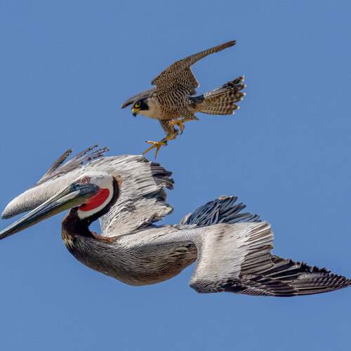 Peregrine Falcon Action Galore