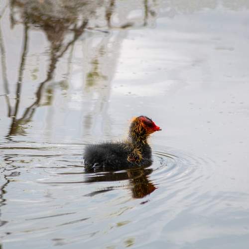 Photo #13378450