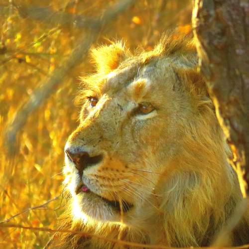 Male lion rests under tree