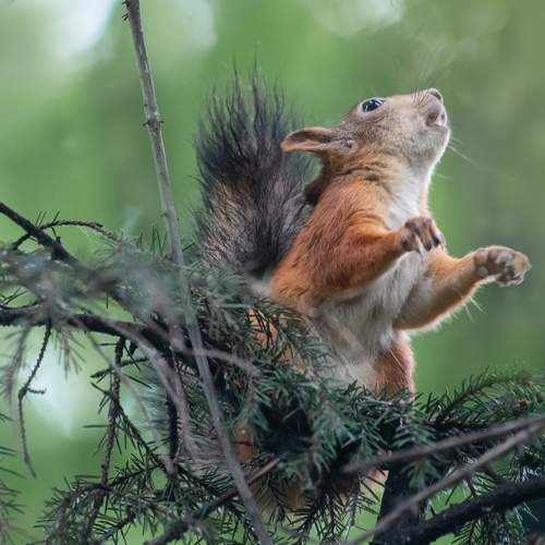 Фотография #13379444