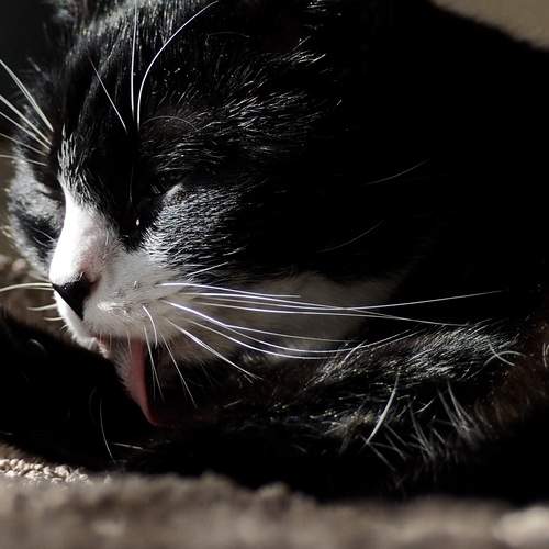 Photo #13379463