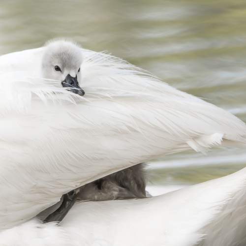 Photo #13379579