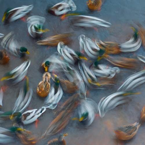 Утиный переполох в парке