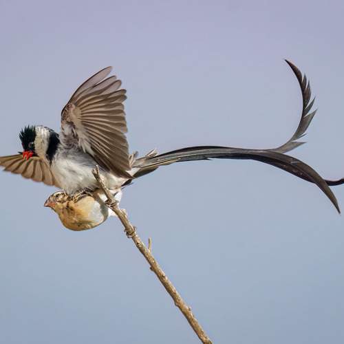 Pint-tailed Whydah Mating Pair