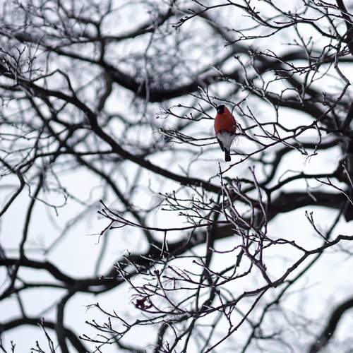 Photo #13382236