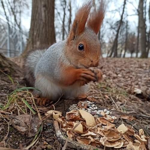 Сытный ужин