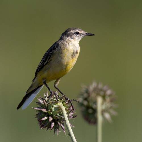 Природный минимализм
