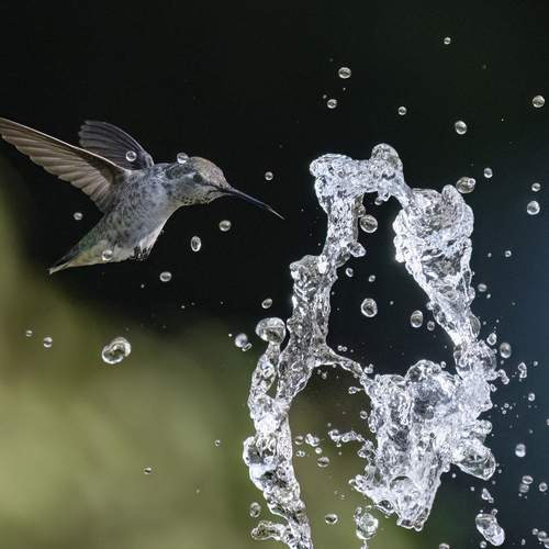 Annas Humming Bird Surviving Global Warming
