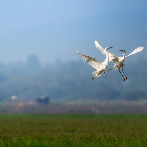 White Conflict