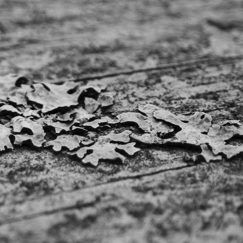 Photo #13383018