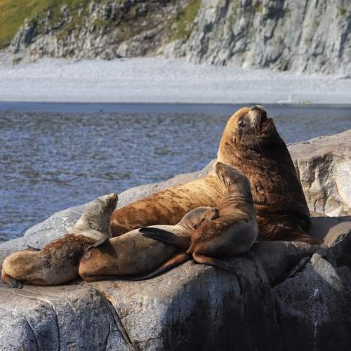 Солнечные ванны