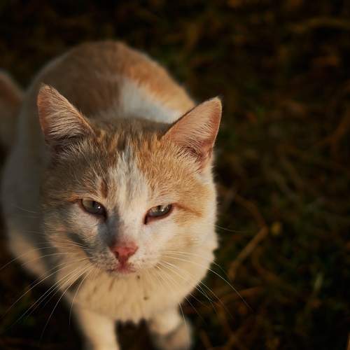 Пробивающий сердце взгляд