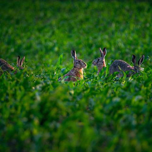 Фотография #13384318