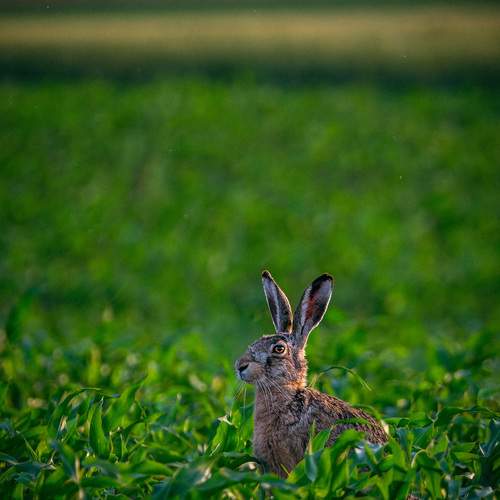 Фотография #13384319