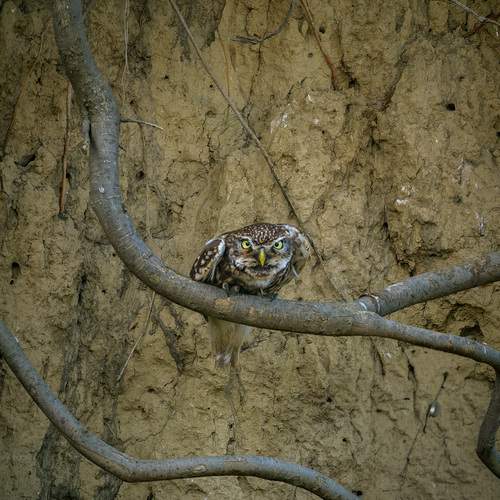 Фотография #13384384