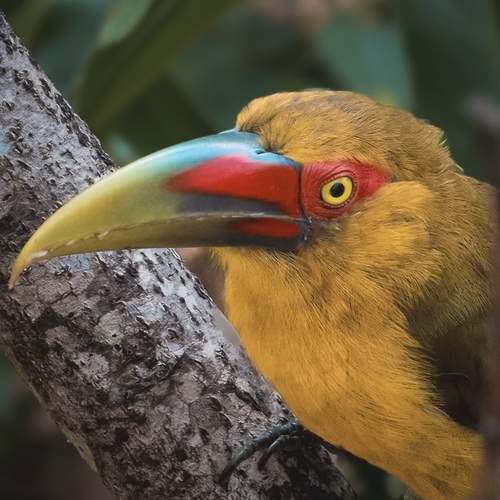 Tucan Araçari- Brazil