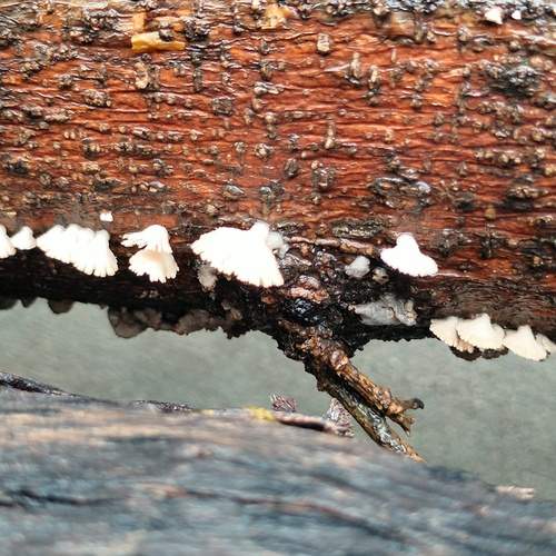 Photo #13384494
