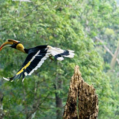 GREAT INDIAN HORNBILLS