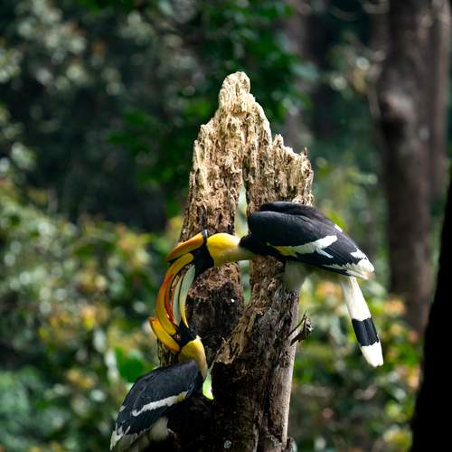 GREAT INDIAN HORNBILLS