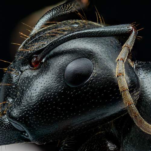 Eastern Black Carpenter Ant