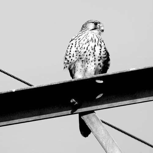 Photo #13385131
