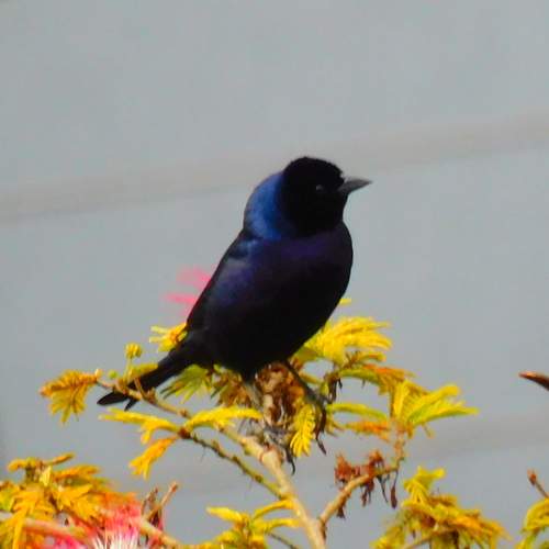Photo #13385229