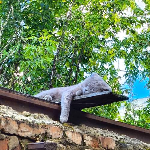 Photo #13385329