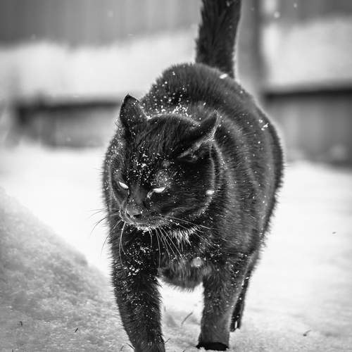 Фотография #13386100