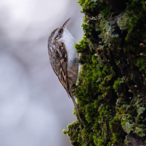 Фотография #13386212