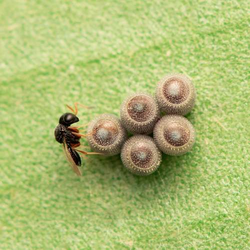 Parasitic Wasp in Beetle Eggs