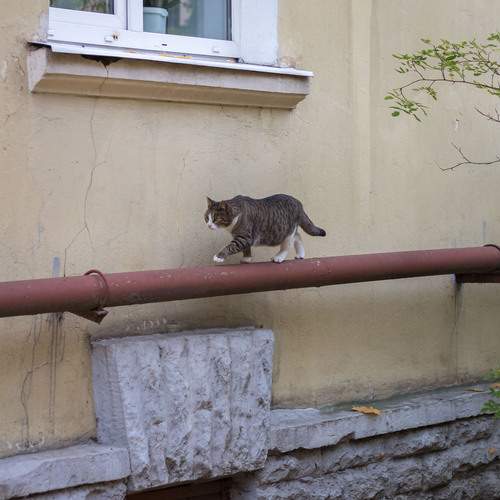 Photo #13386271