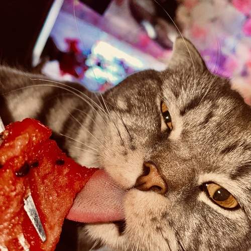 Кот ВЕГАН
