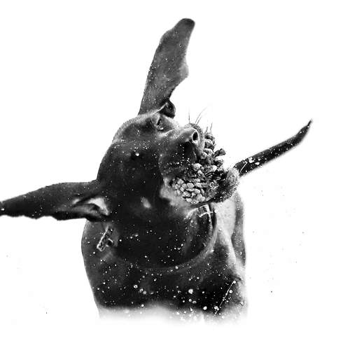 Photo #13386723