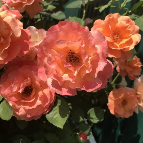 Photo #13387108