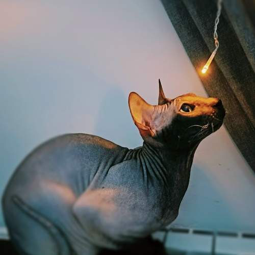 Photo #13387129