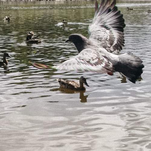 Photo #13387341