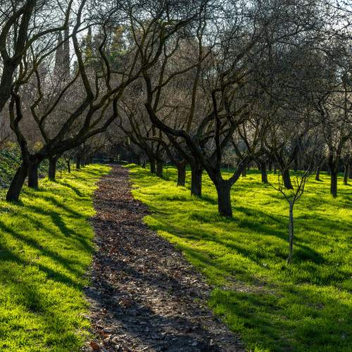 Миндальный сад