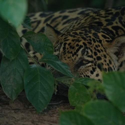 Photo #13387800