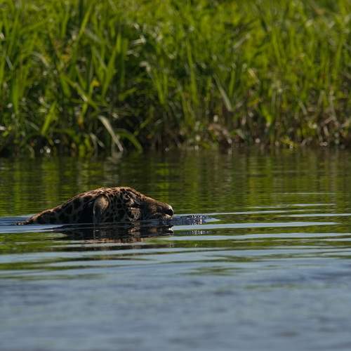 Photo #13387849