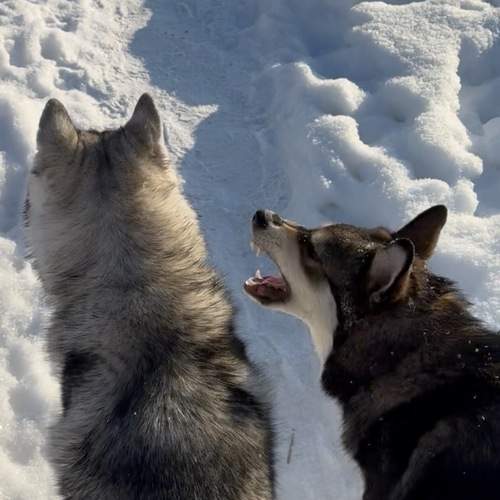 Фотография #13387894