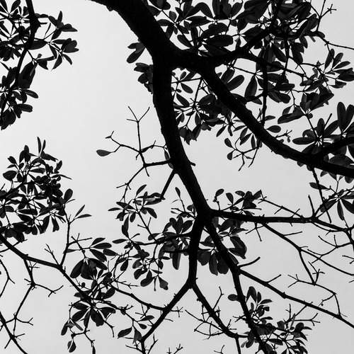 Whispers in Monochrome