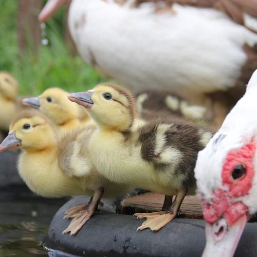 Photo #13388221