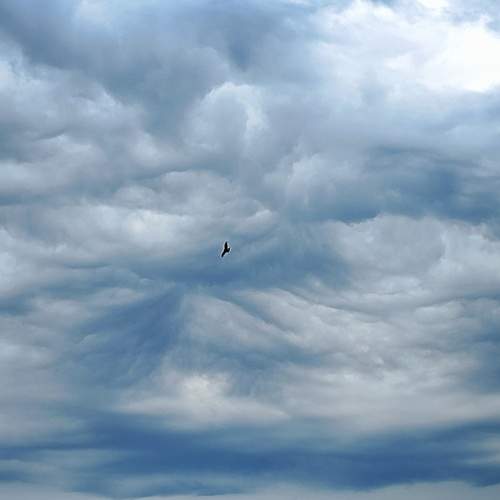 Хищный полёт