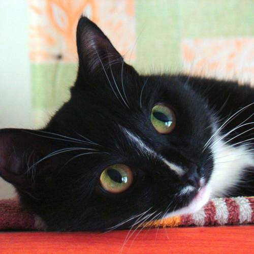 Photo #13388598