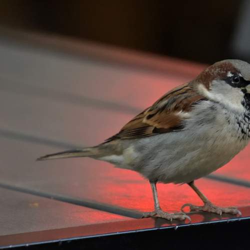 Photo #13388625