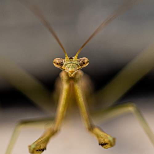 Silent Confrontation