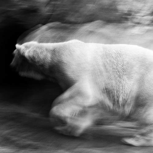 Photo #13389252